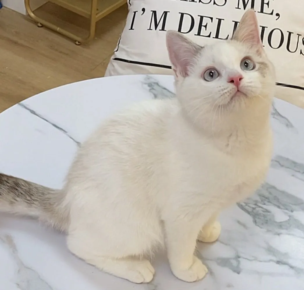 山貓紋雙色英短113/09/25出生 (已有家長)