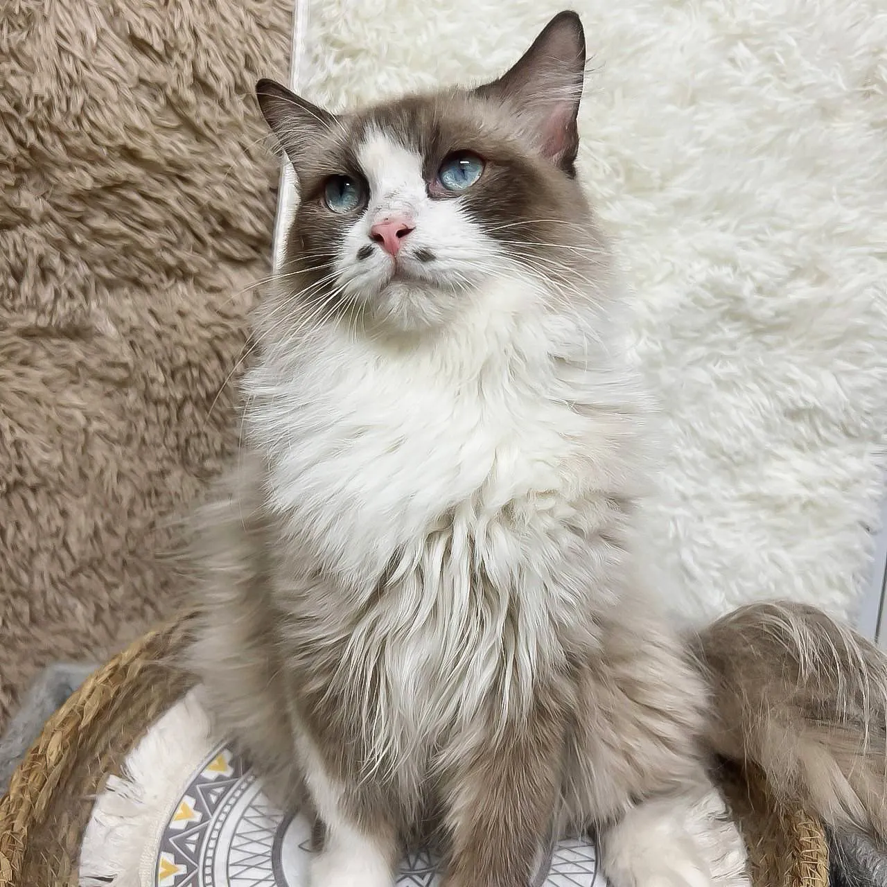 113/10/30 雙色布偶(已有家長)