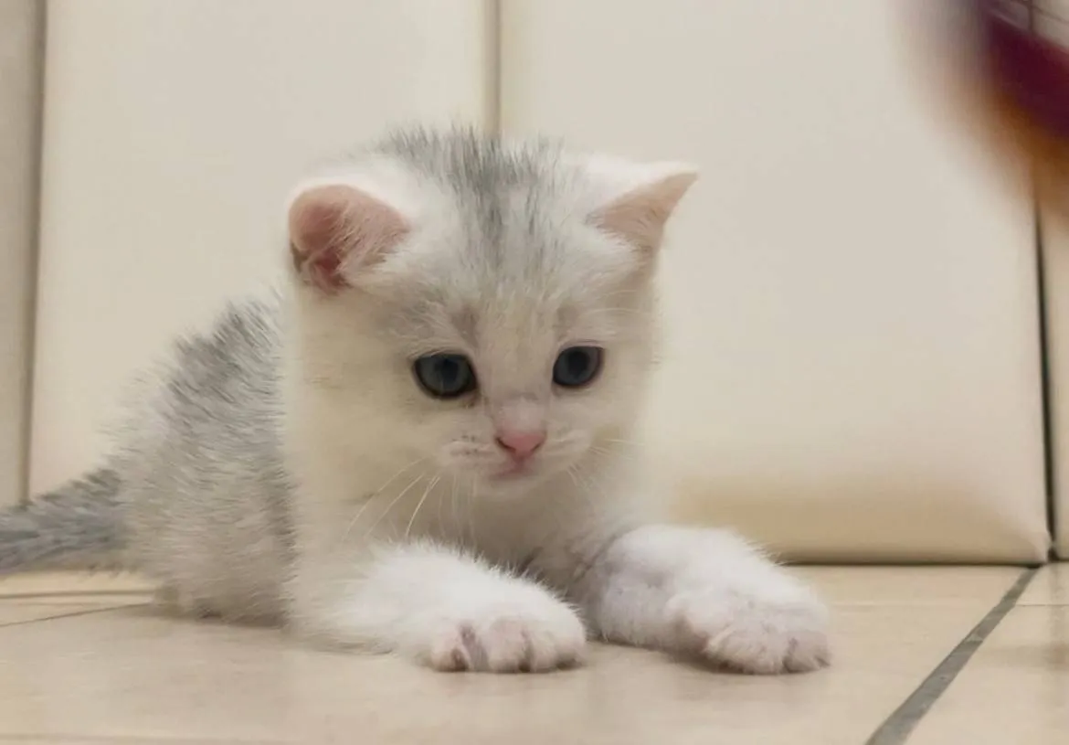 銀三花英短妹妹113/09/05出生(已有家長)