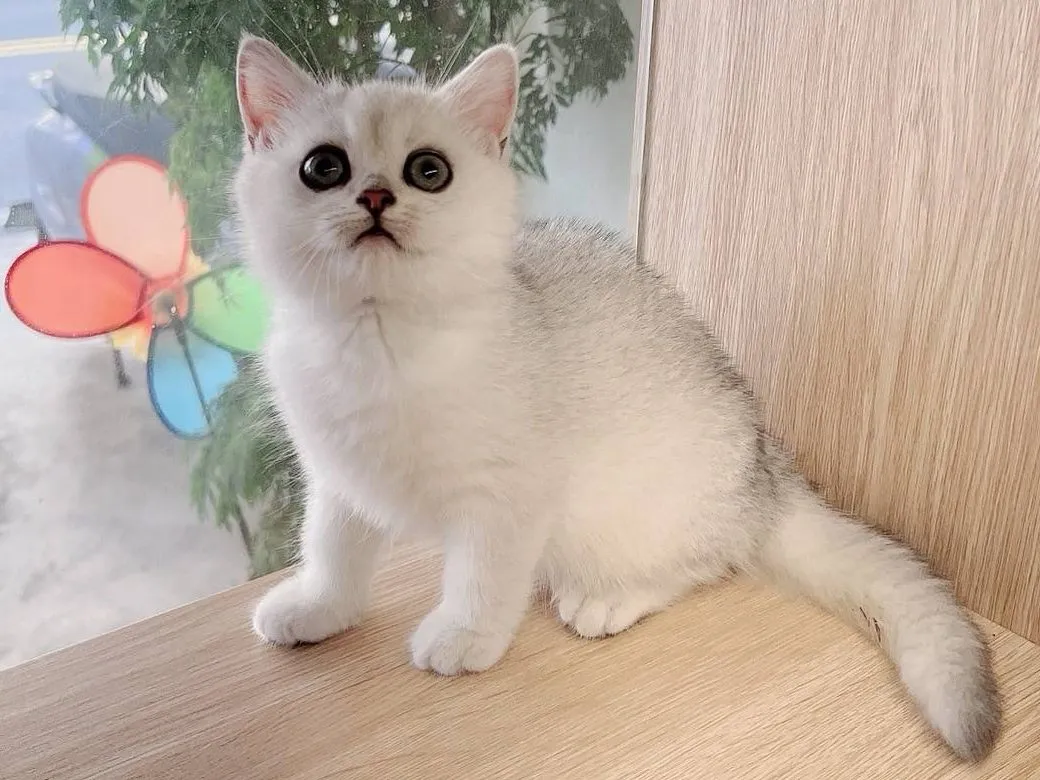 銀漸層英短妹妹113/08/18出生(已有家長)