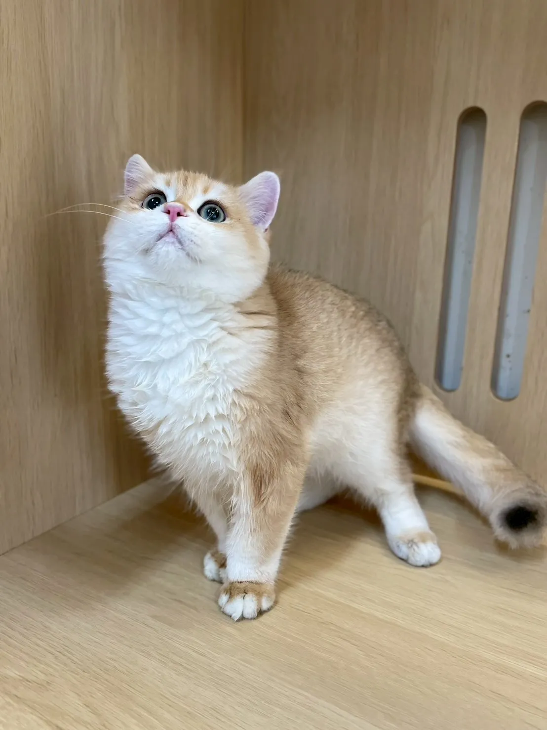 12色金漸層英短弟弟114/07/09出生(已有家長)