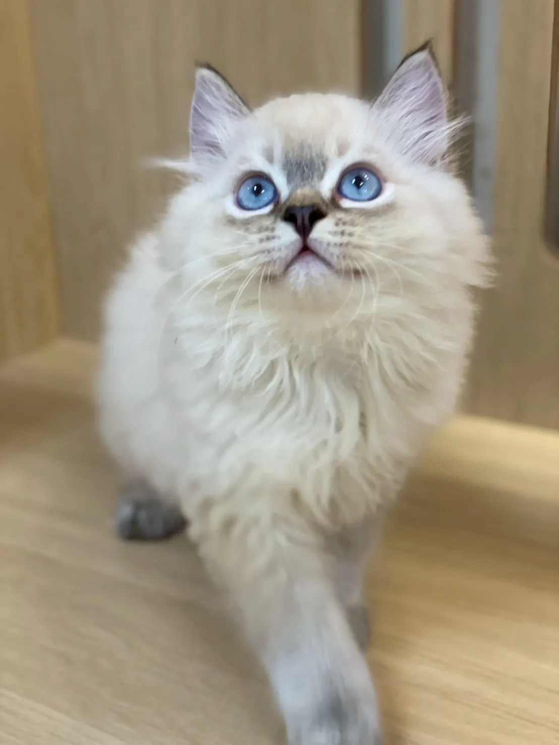 重點色布偶弟弟114/10/07出生(已有家長)