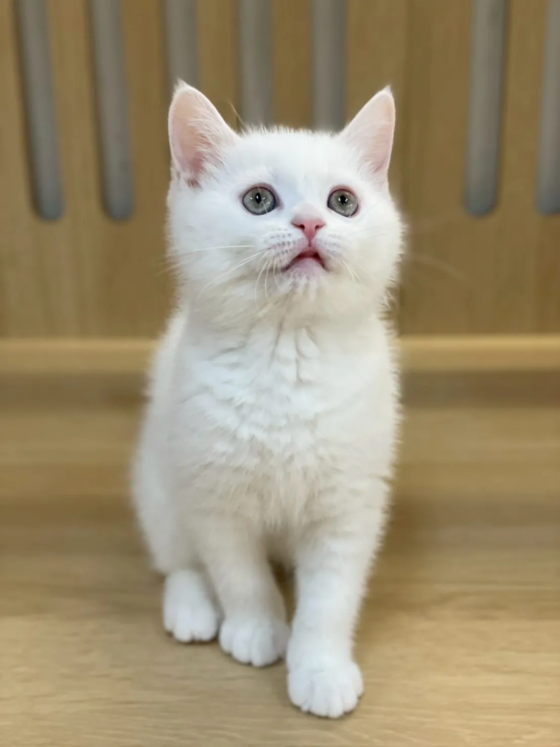 白英短弟弟114/10/25出生(饅頭