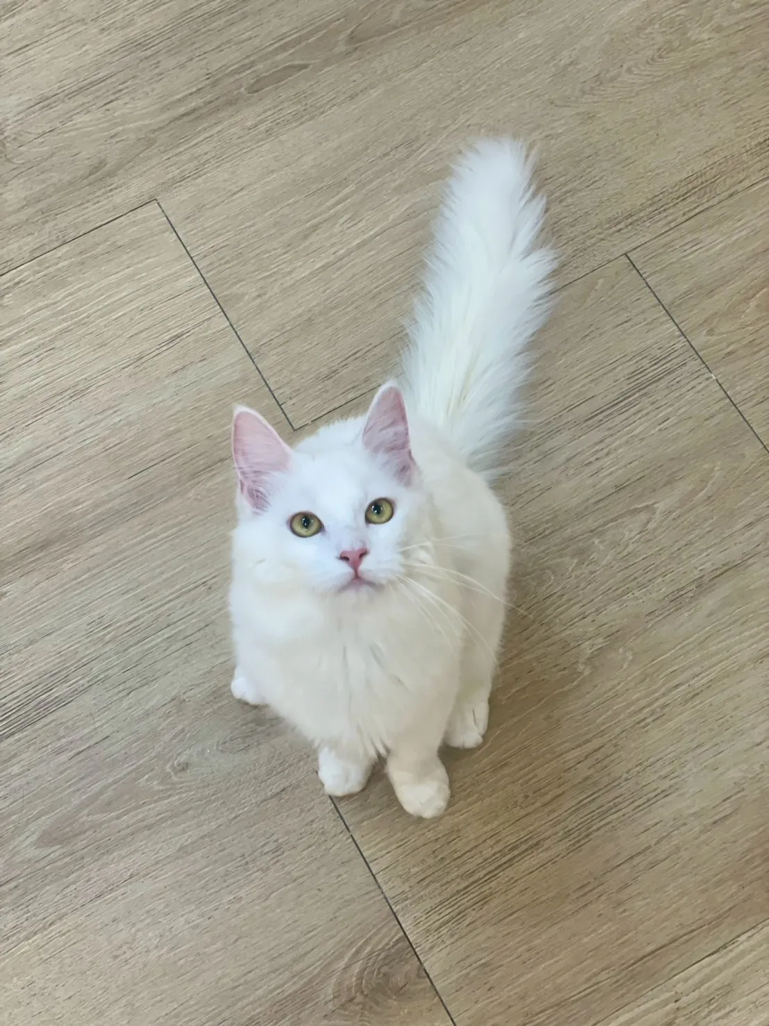 白英長妹妹114/07/17出生(米糕