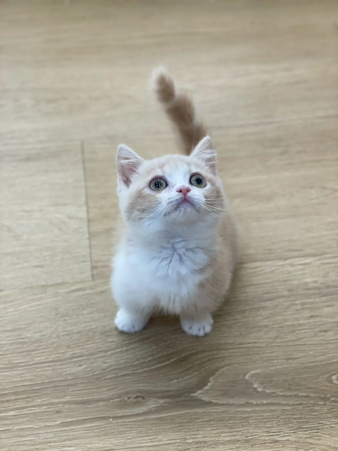 奶油加白曼赤肯弟弟114/11/02出生(雞蛋糕