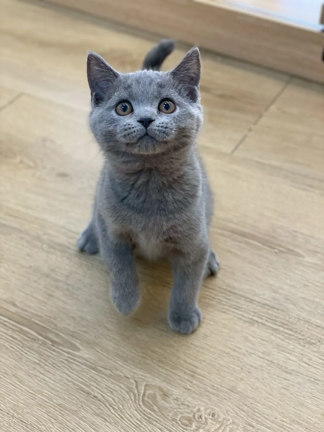 藍貓英短弟弟114/10/20出生(芝麻糕