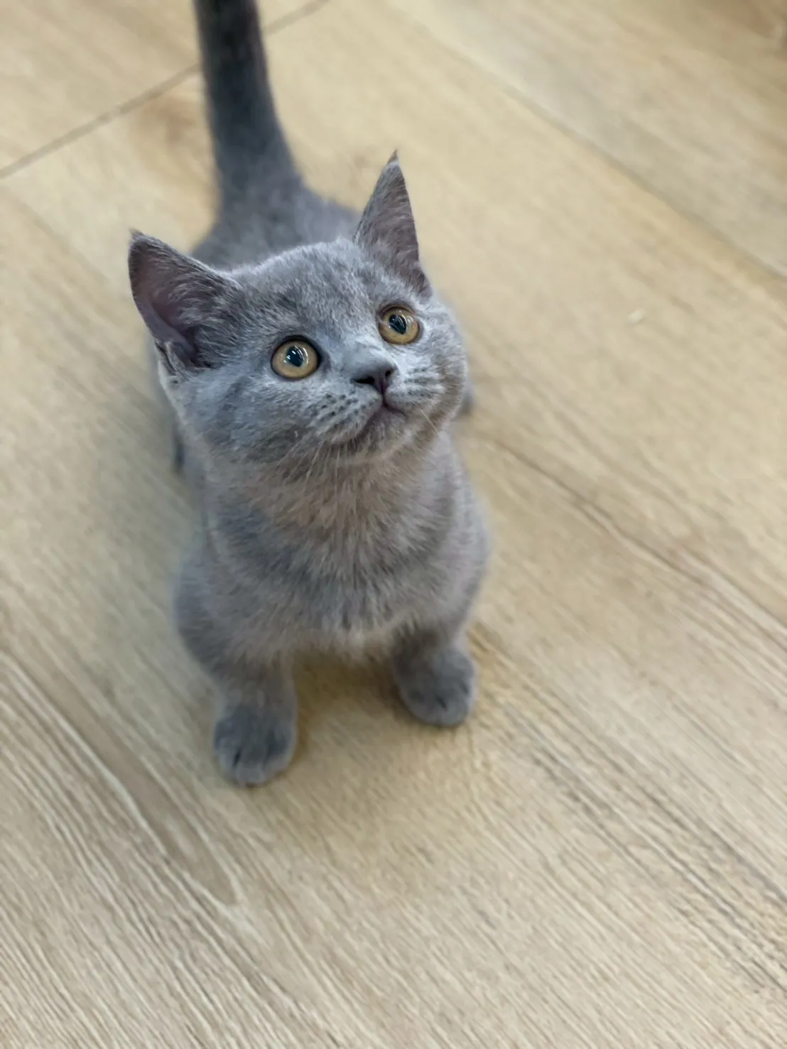 藍貓曼赤肯妹妹114/10/20出生(芝麻丸