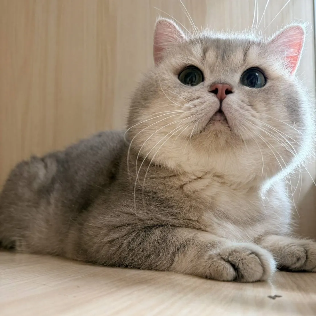 藍金漸層種公（砲王）