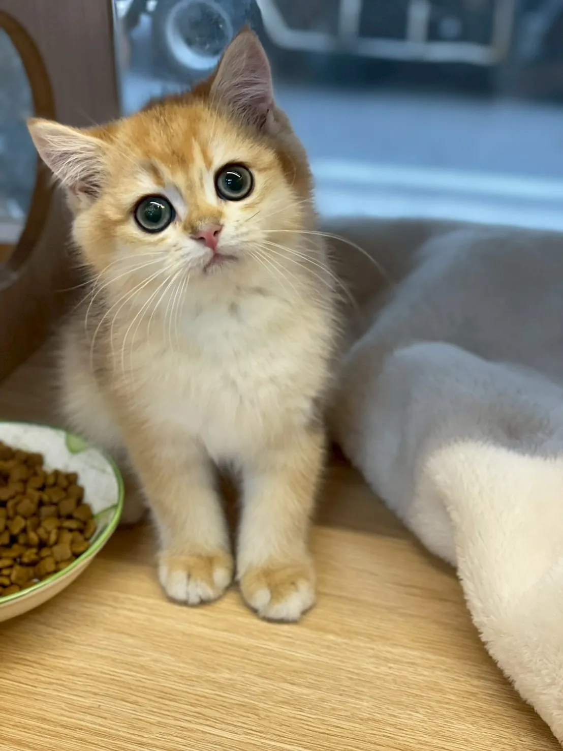 金漸層英短妹妹114/10/10出生(煎餃