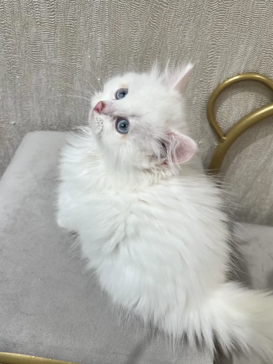 白小步舞曲妹妹114/11/12出生(佳佳