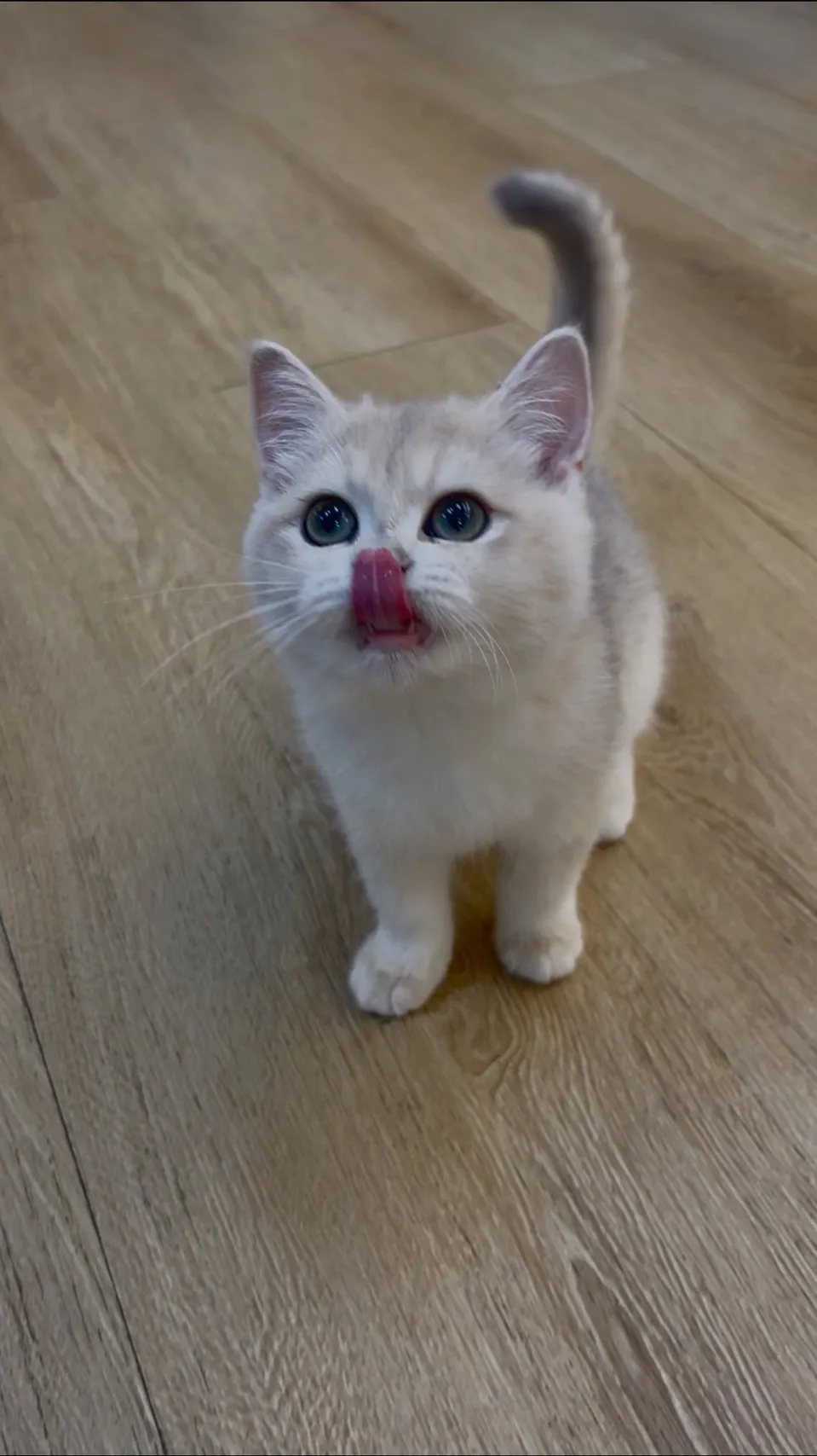 焦糖藍金英短妹妹出生114/09/15出生(已有家長)