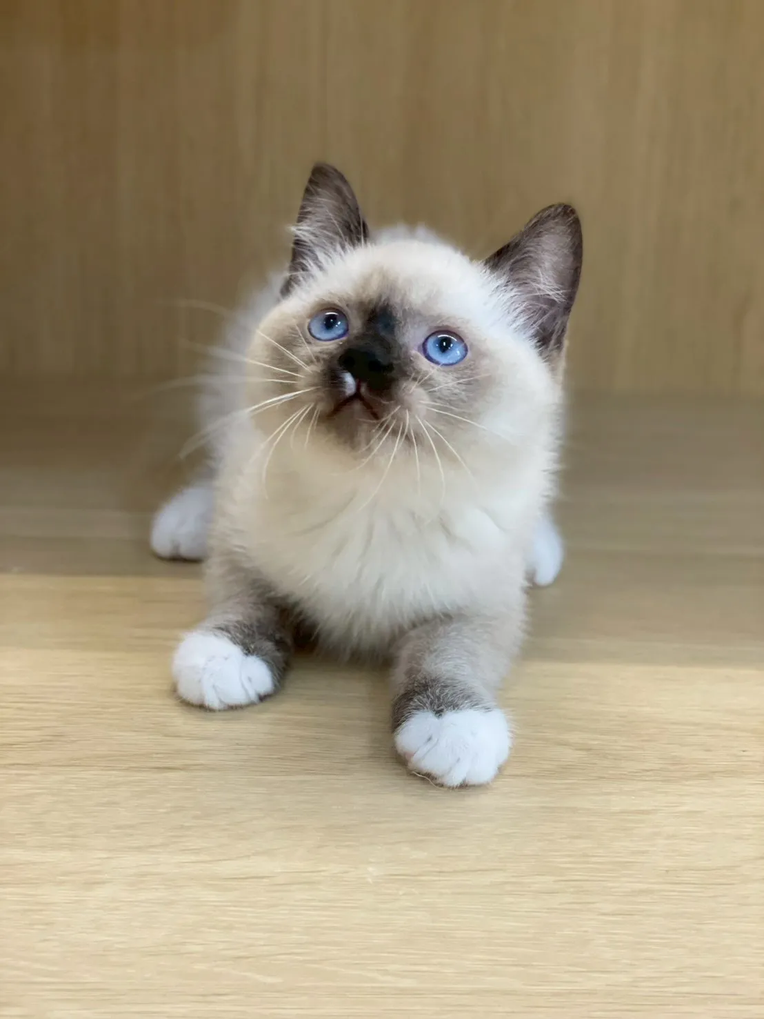 重點色布偶弟弟114/11/11出生(已有家長)