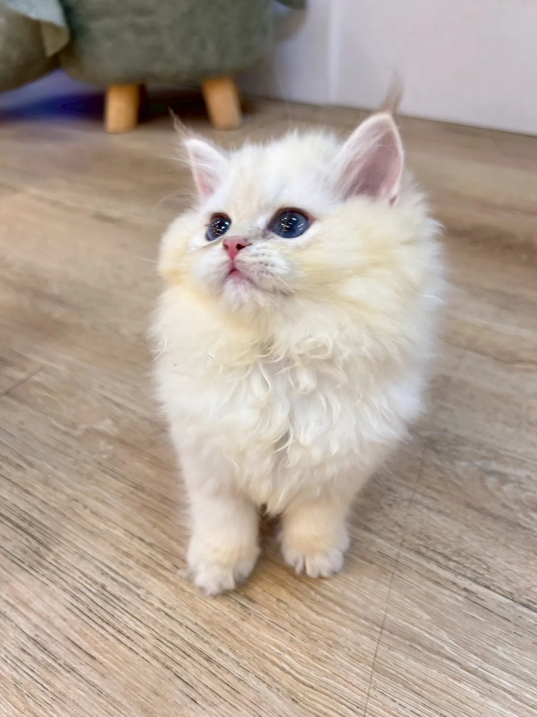 英長妹妹114/11/25出生(花椰菜