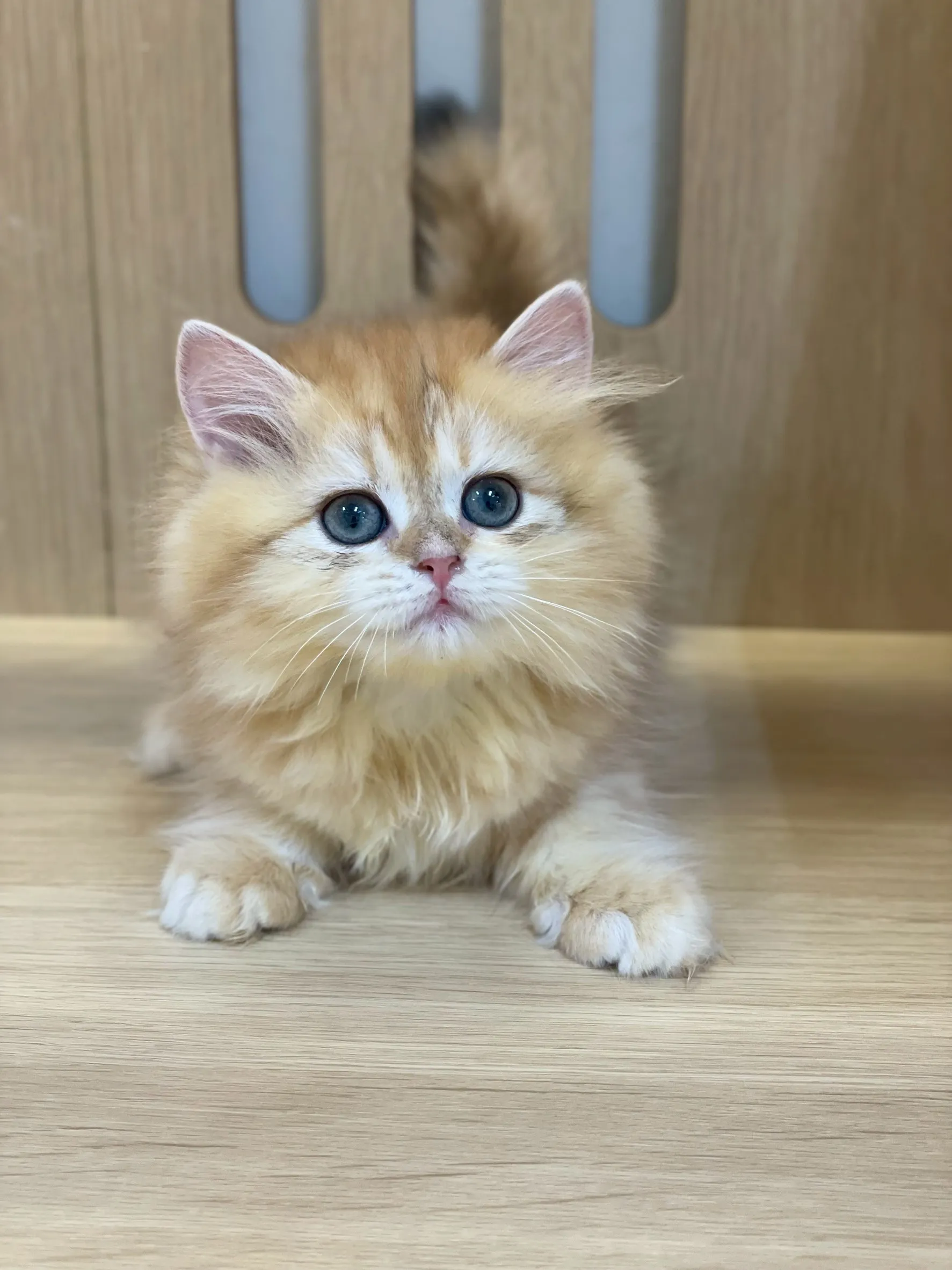 金虎斑英長妹妹114/11/25出生(雞塊