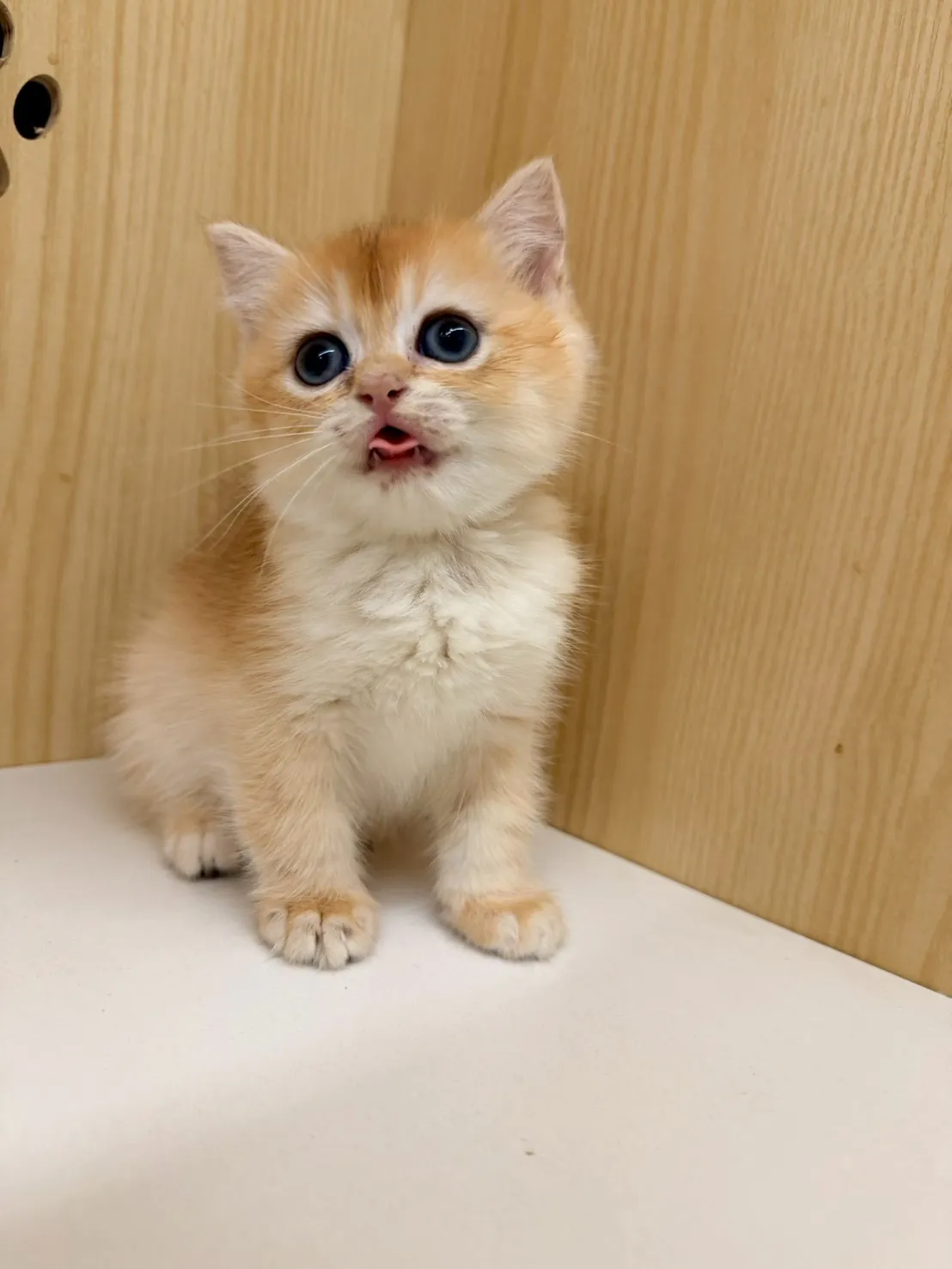 東)熊版金漸層英短妹妹 114/12/20 (金咪-已有家長