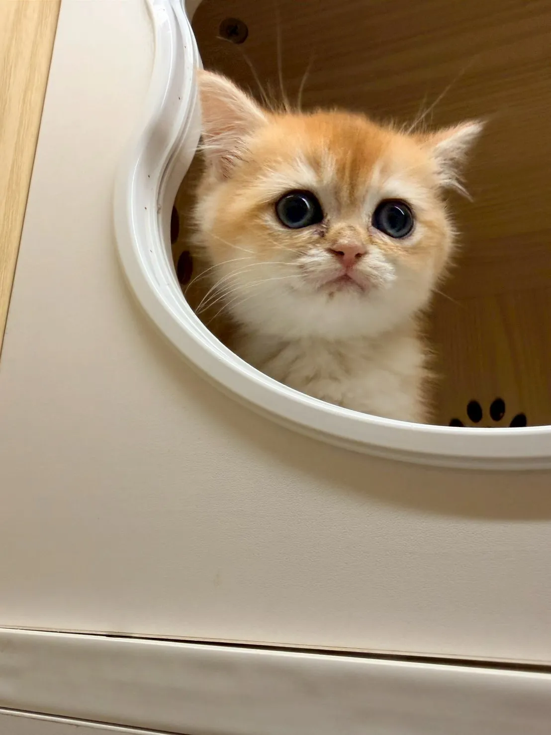 東)熊版金漸層英短弟弟 114/12/20 (金豆