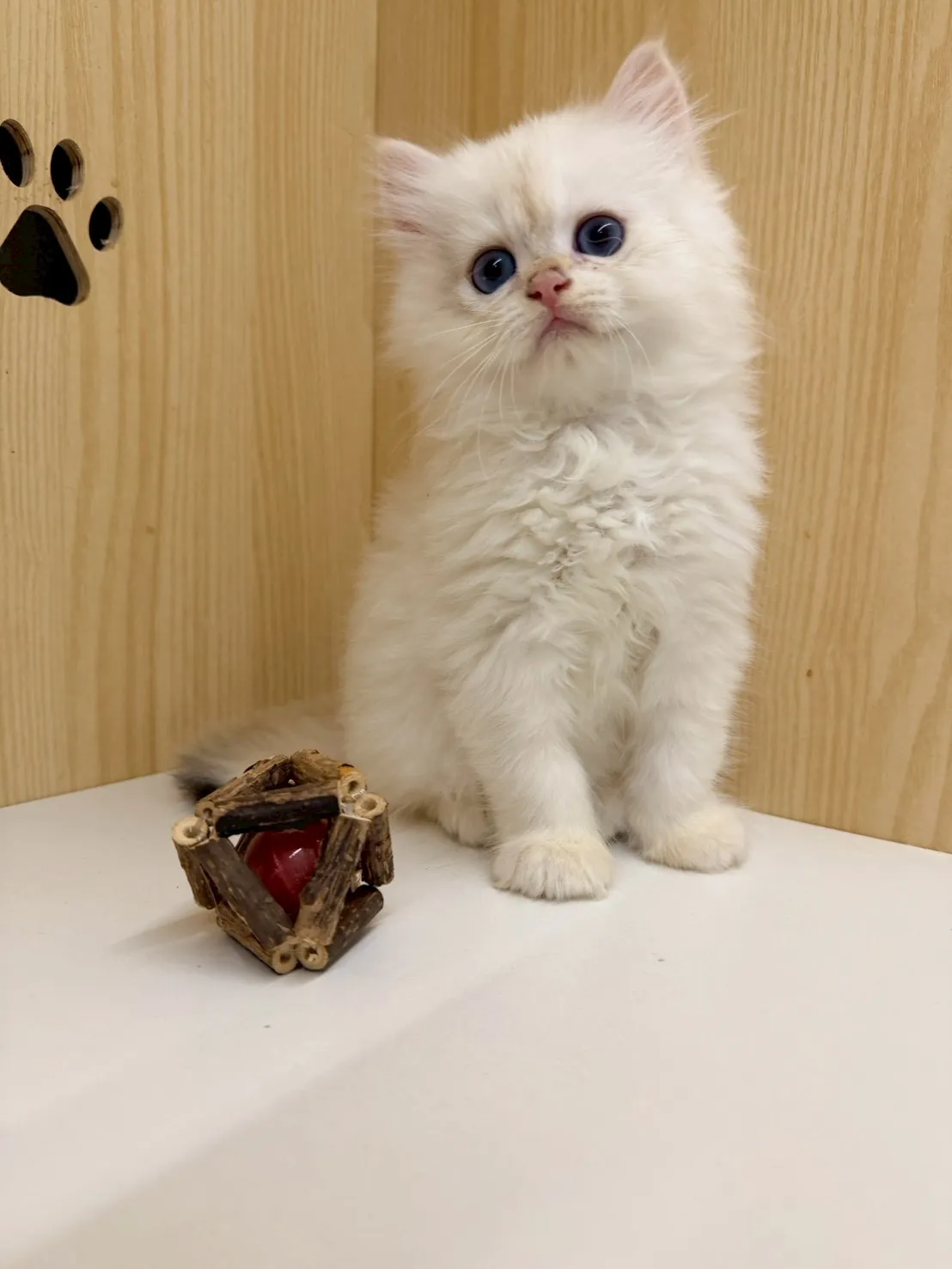 東)熊版重點色英長弟弟 114/12/20 (奶昔