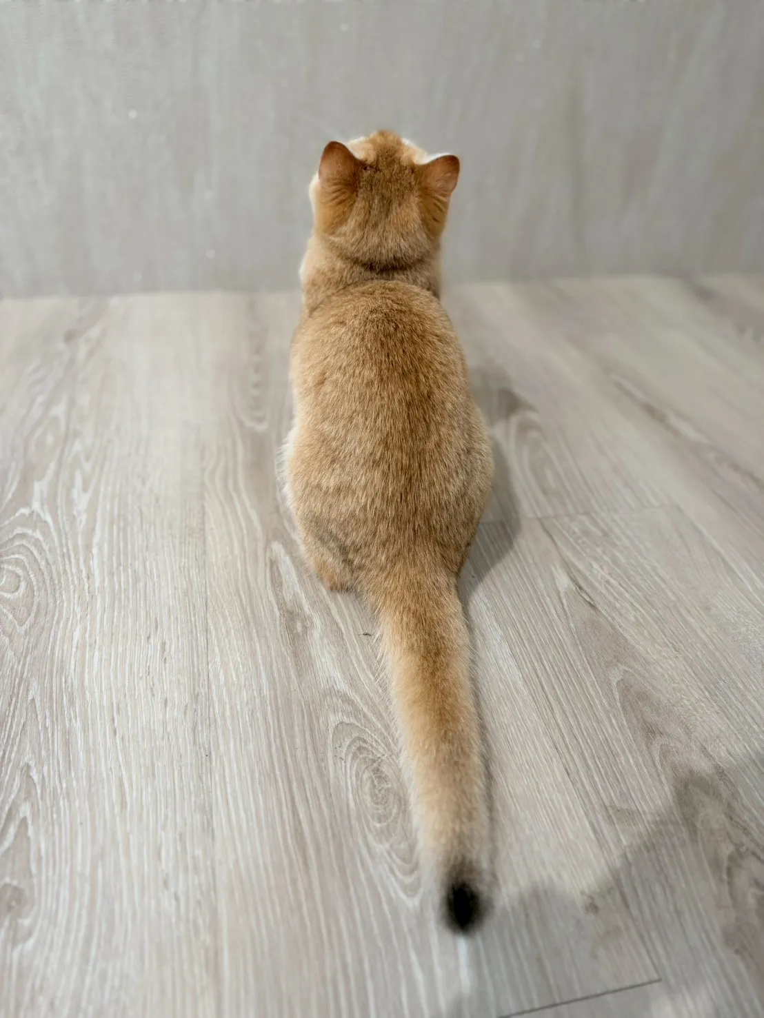 東)金漸層英短妹妹 114/10/10出生 (金古錐-已有家長