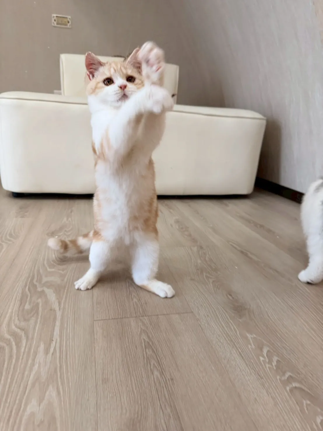 東)美短紋妹妹 114/10/05出生 (小美