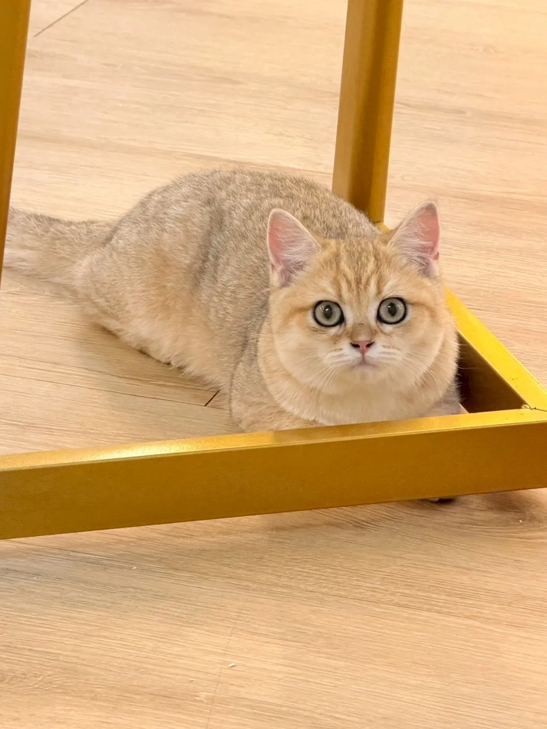 黑金虎斑英短妹妹出生114/09/15出生(奶酥