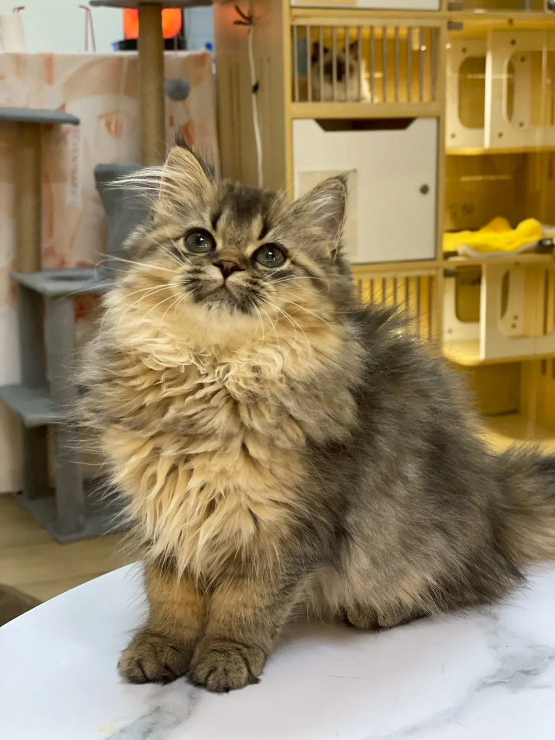 棕黑虎斑英長妹妹出生114/11/28出生(歐金珠