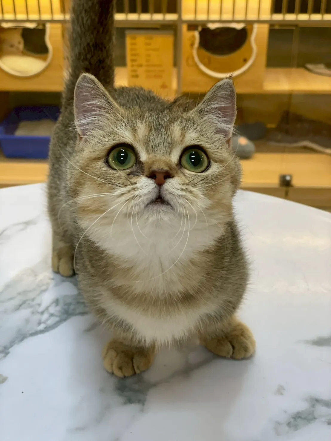 黑金曼赤肯妹妹114/09/16出生(已有家長