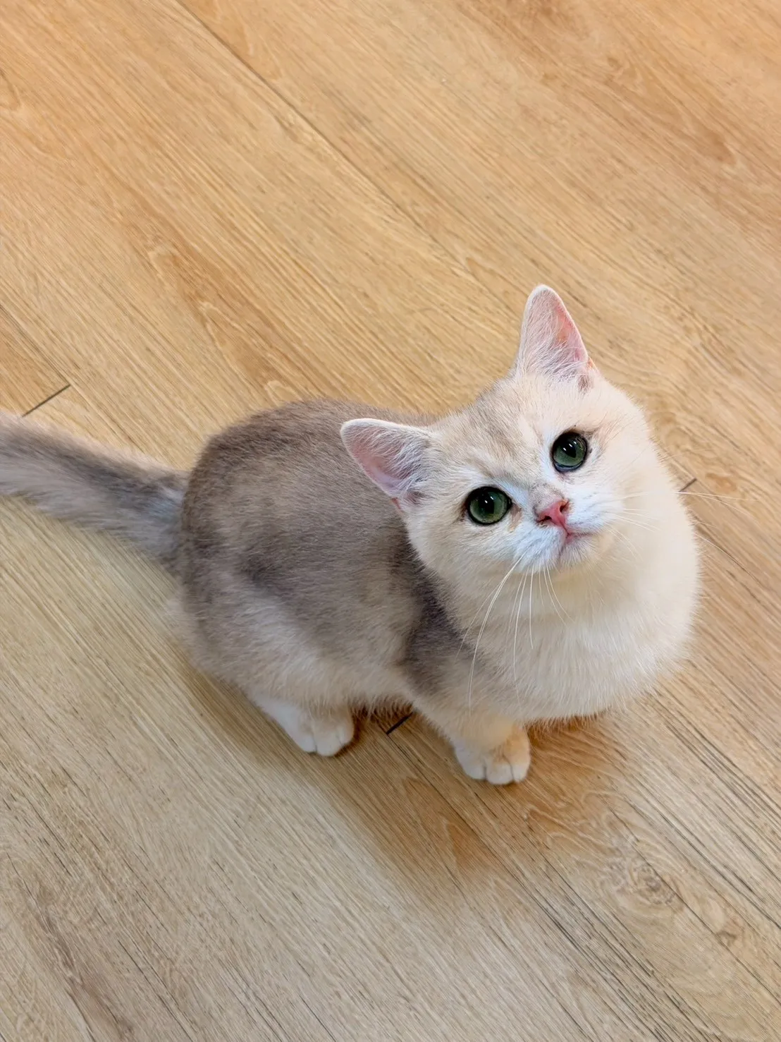 焦糖藍金英短妹妹 114/09/15出生(可可