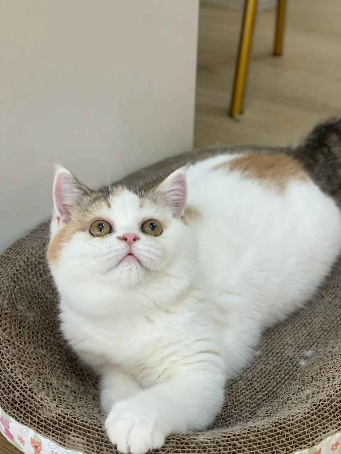 三花英短妹妹114/10/05出生(小花