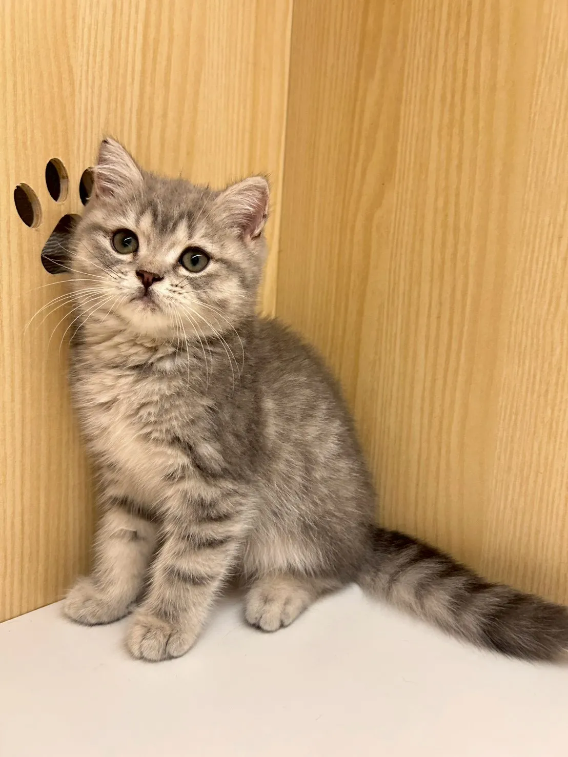 虎斑英短弟弟114/12/10出生(豬排