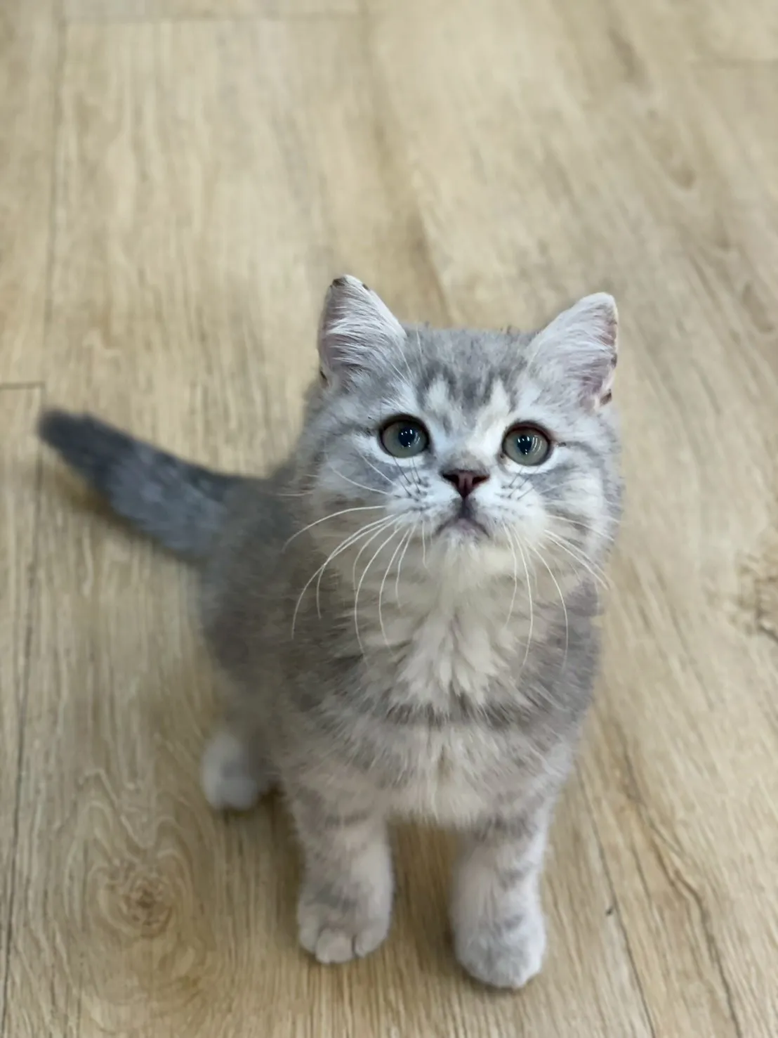 藍銀虎斑英短弟弟114/12/10出生(魚排