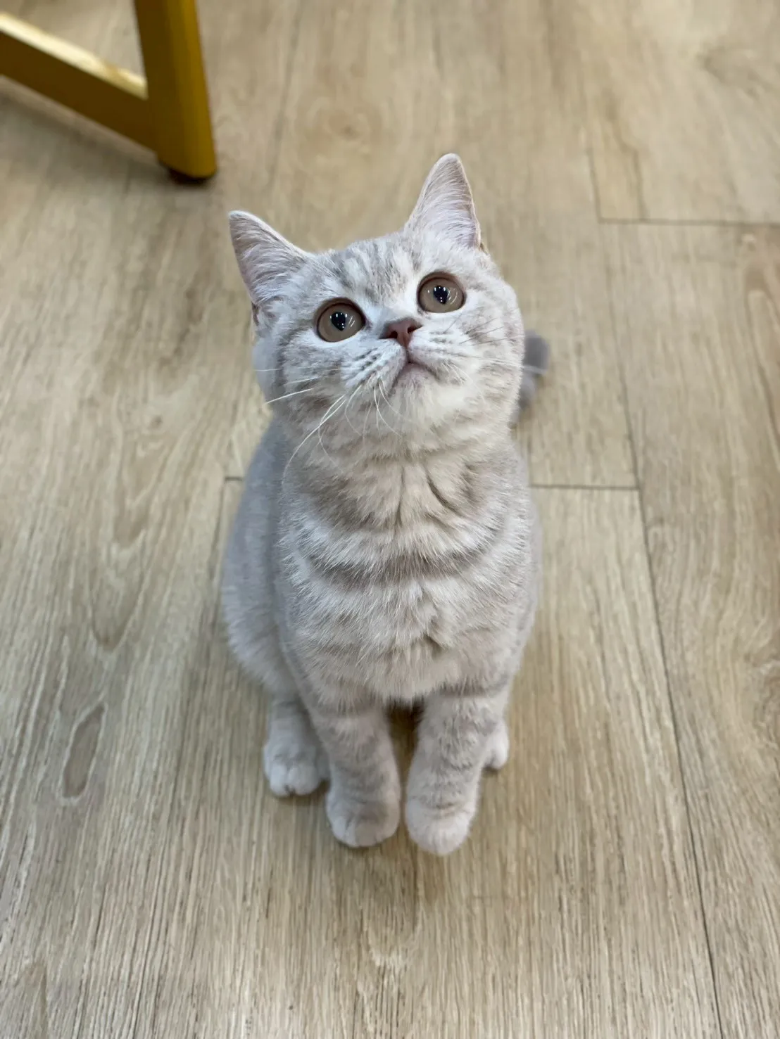 紫丁虎班英短妹妹114/11/10出生(果凍