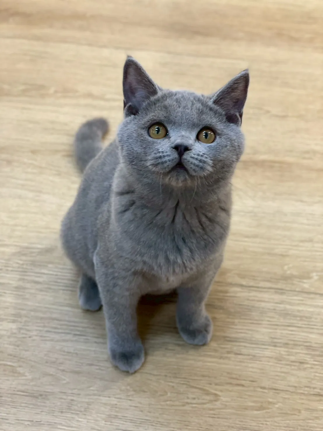 藍貓英短弟弟114/10/20出生(芝麻糖