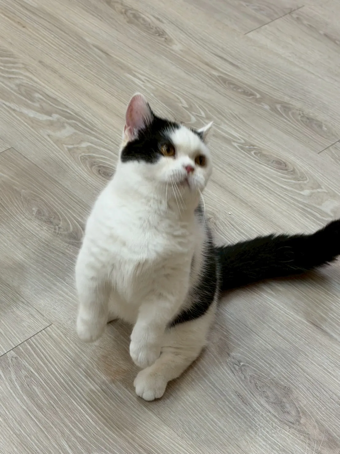 東)黑白曼斥肯-小奶瓶 114/9/3 