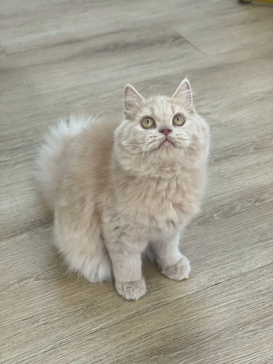 奶油英長妹妹出生114/11/7出生(咖妃