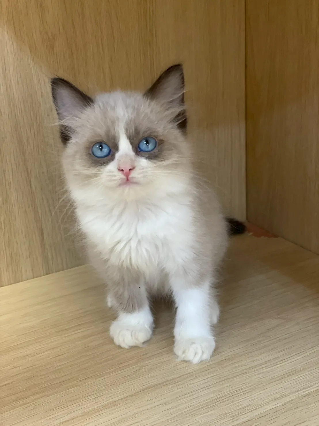 海豹雙色布偶妹妹出生115/01/27出生(糖糖