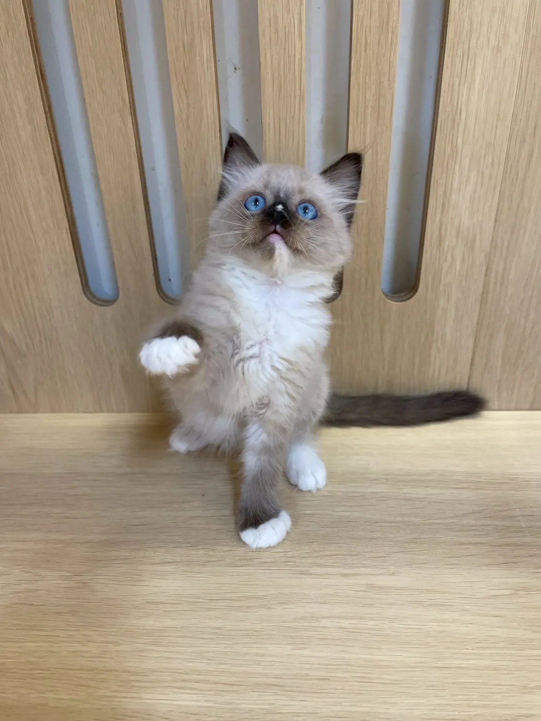 重點色布偶弟弟出生115/01/27出生(米米