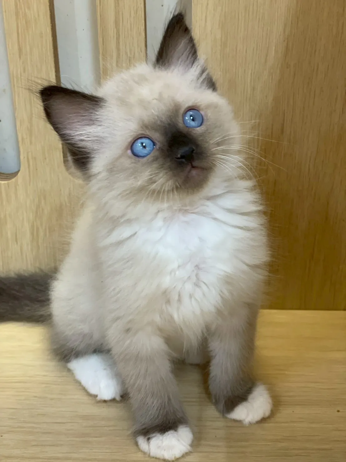 重點色布偶弟弟出生115/01/27出生(球球