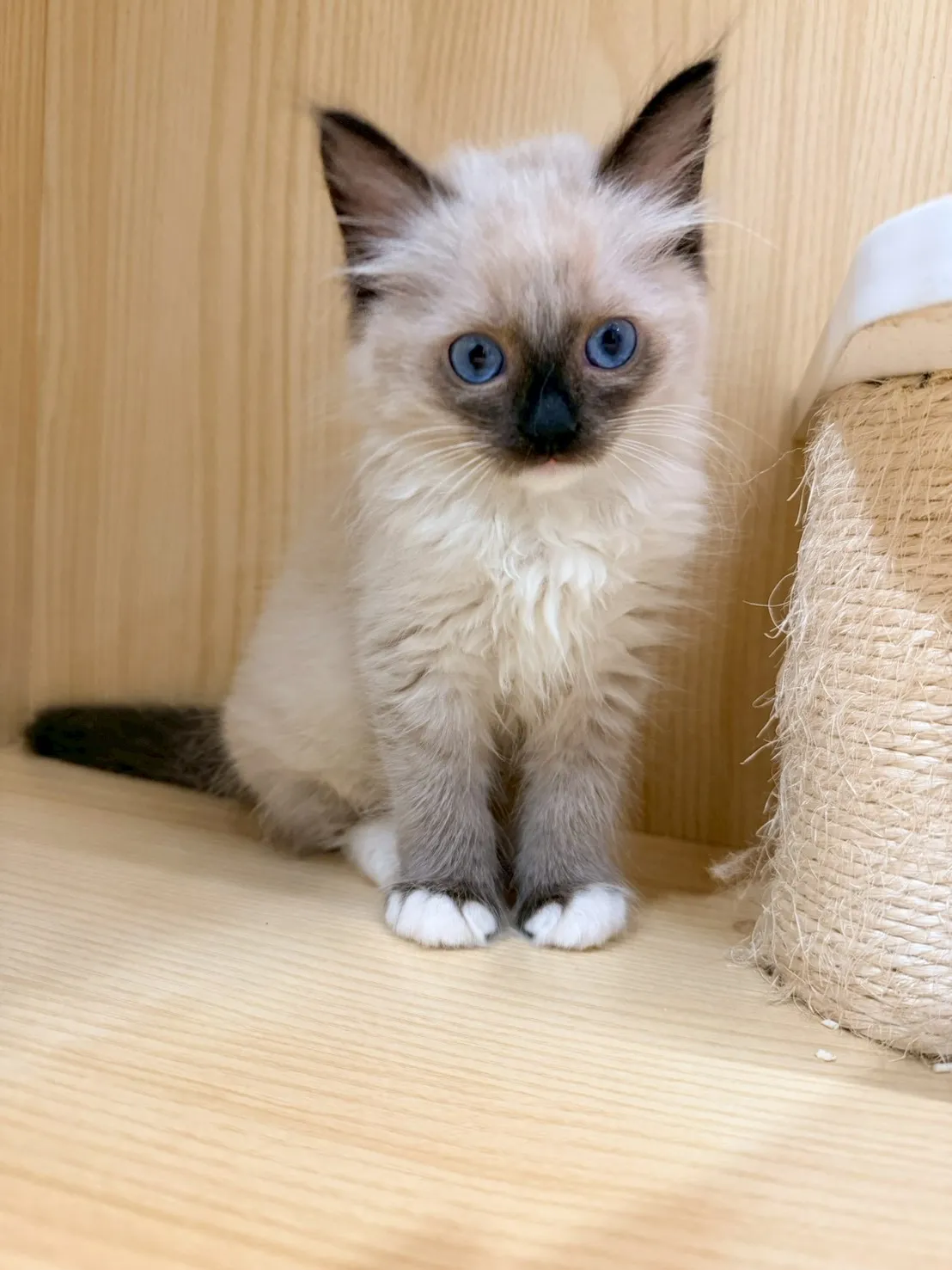 東)重點色布偶 妹妹-南奶  115/1/27