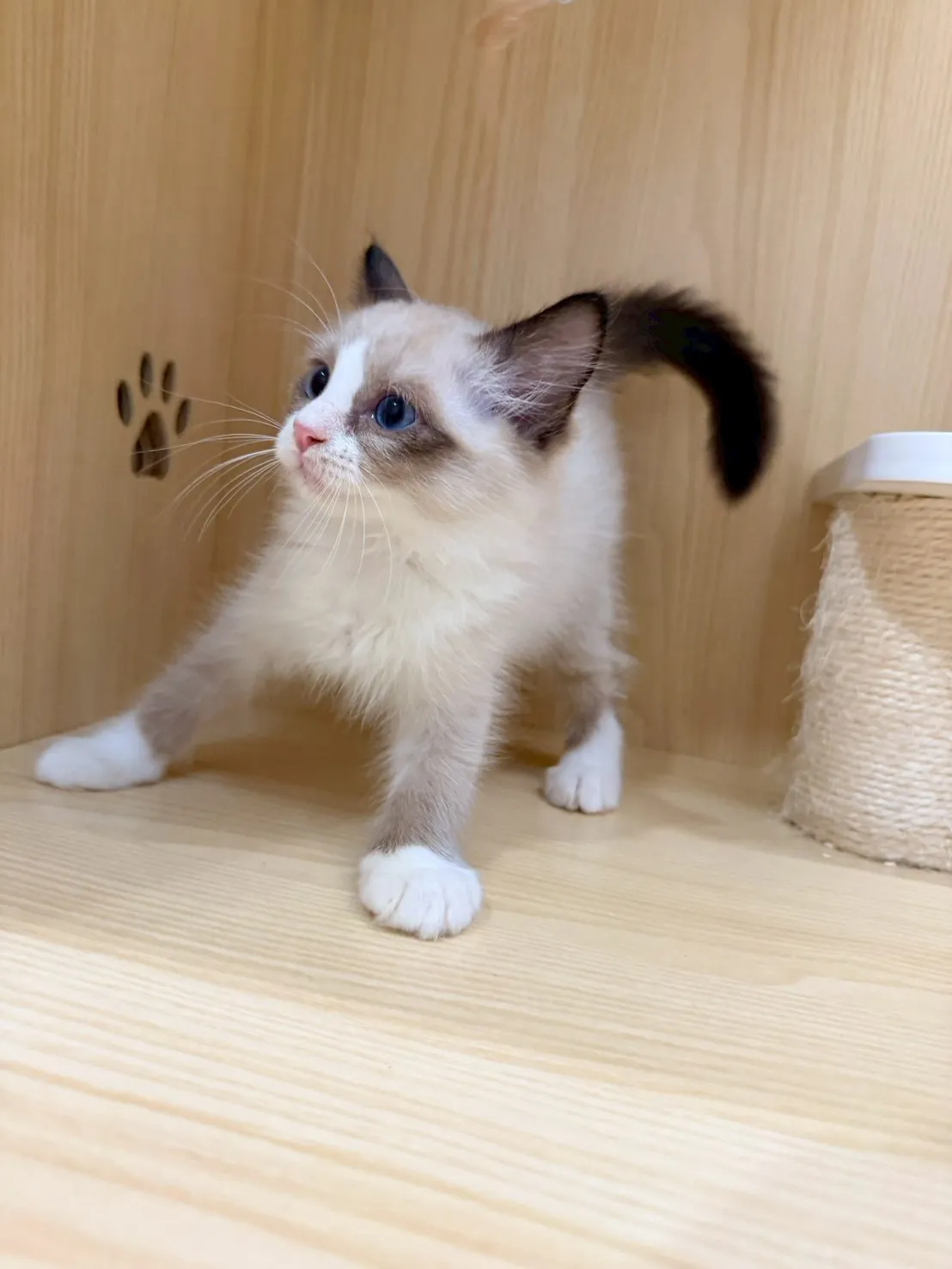 東)海豹雙色布偶 弟弟-南糖  115/1/27