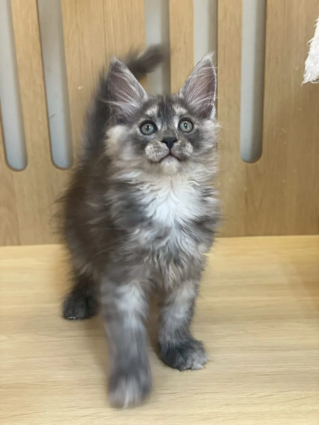 銀煙燻緬因妹妹出生115/02/05出生