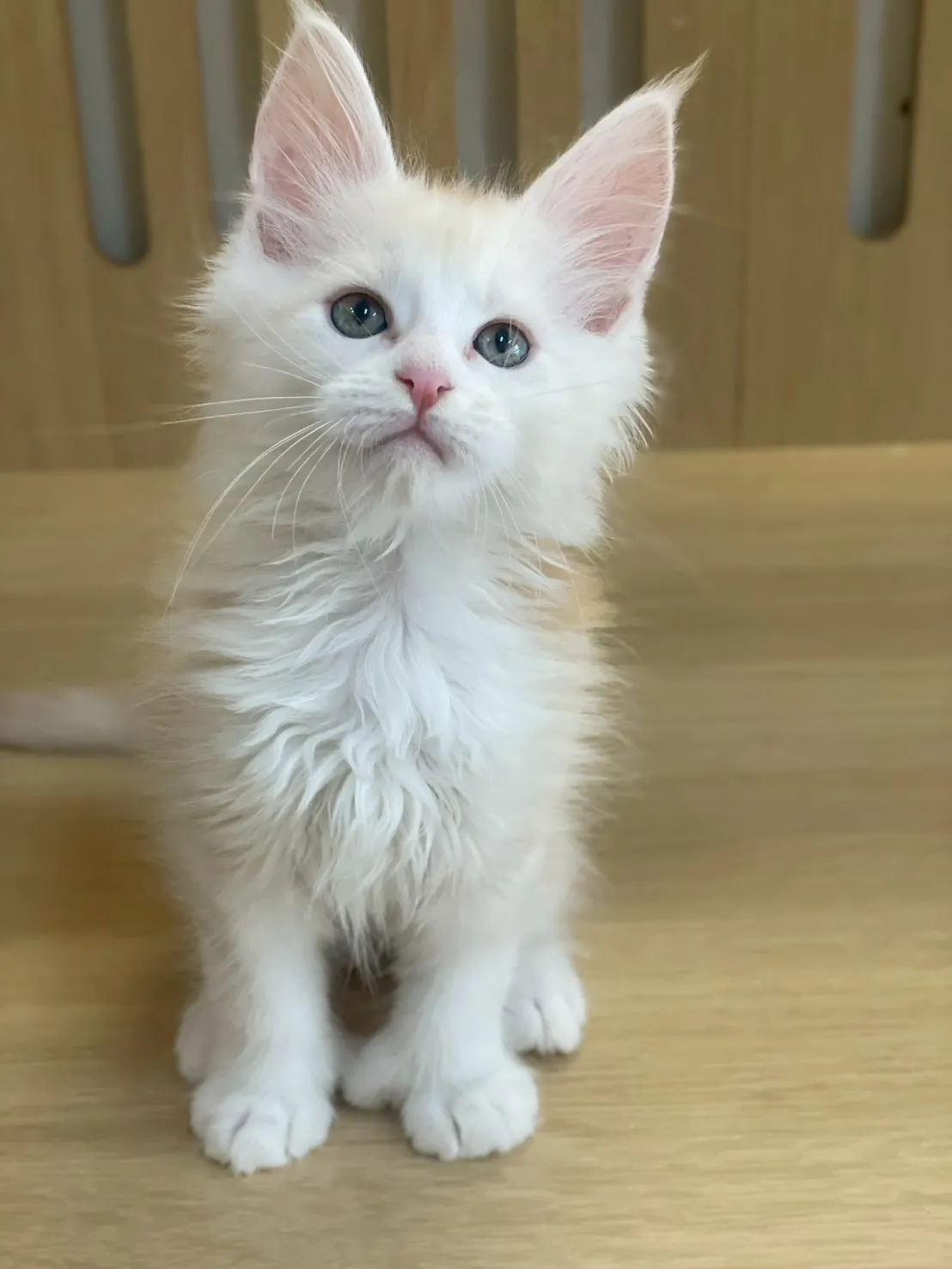 凱米爾緬因弟弟出生115/02/05出生