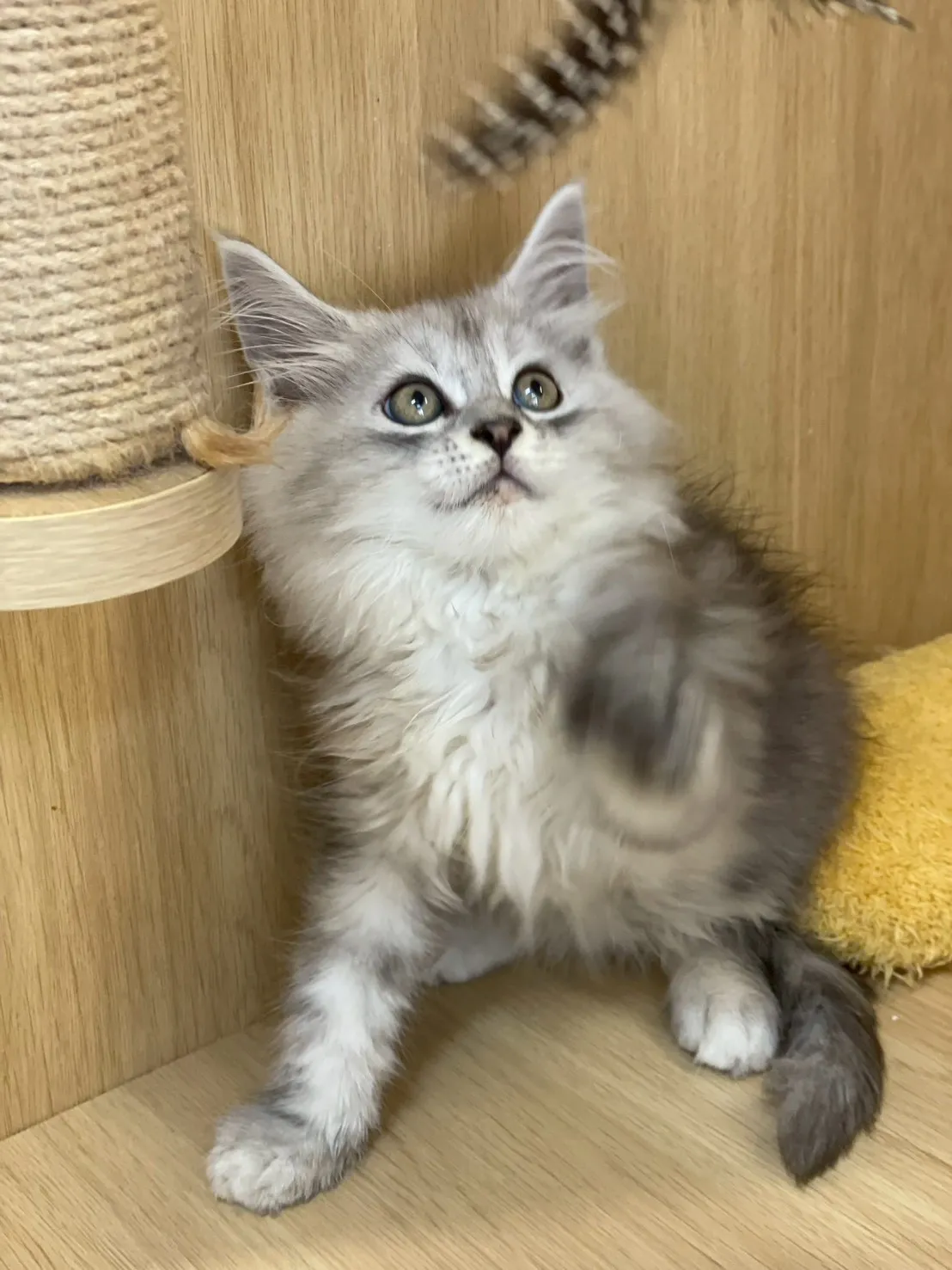 銀虎斑緬因弟弟出生115/02/07出生(蕎麥