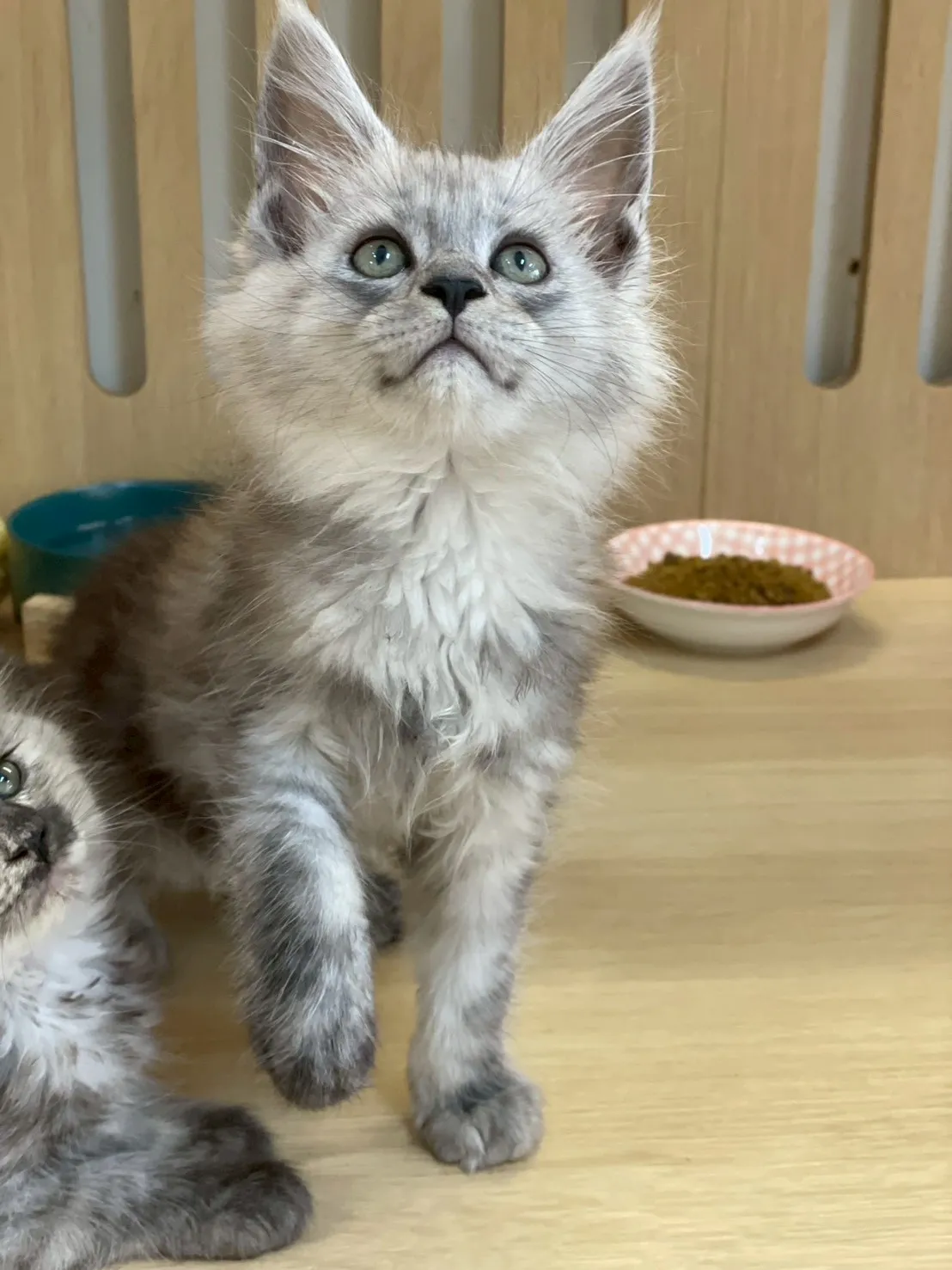 銀煙燻緬因弟弟出生115/02/07出生(普洱