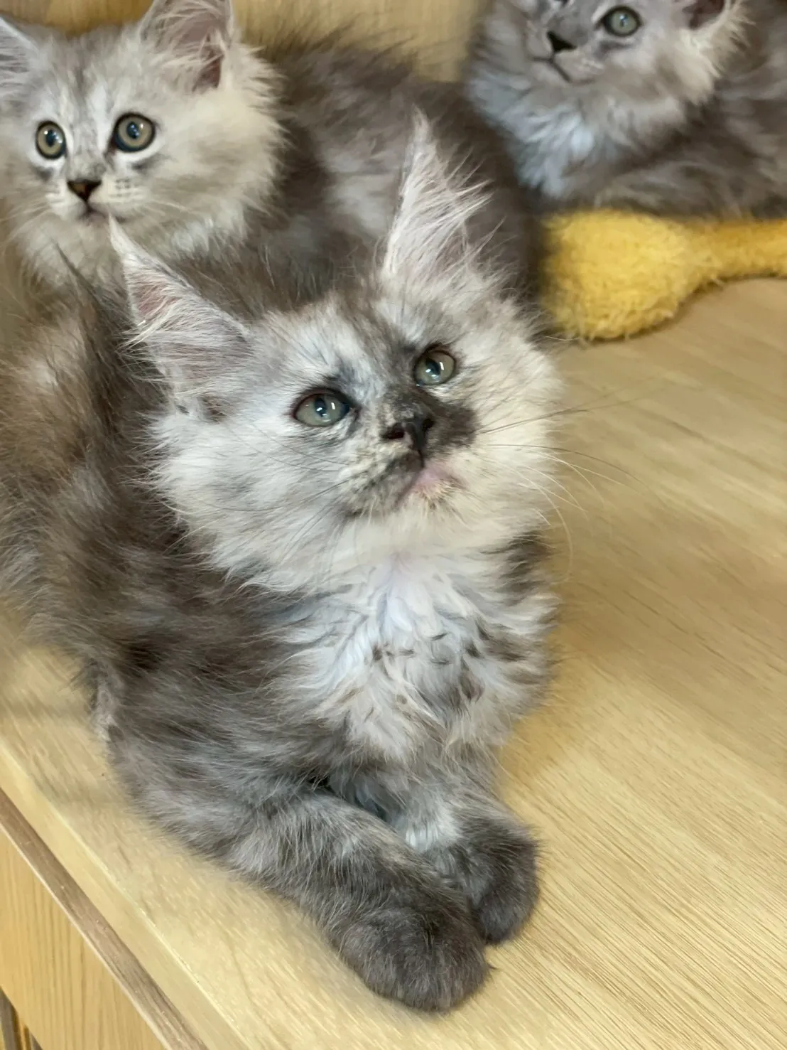 銀煙燻緬因妹妹出生115/02/07出生(玄米