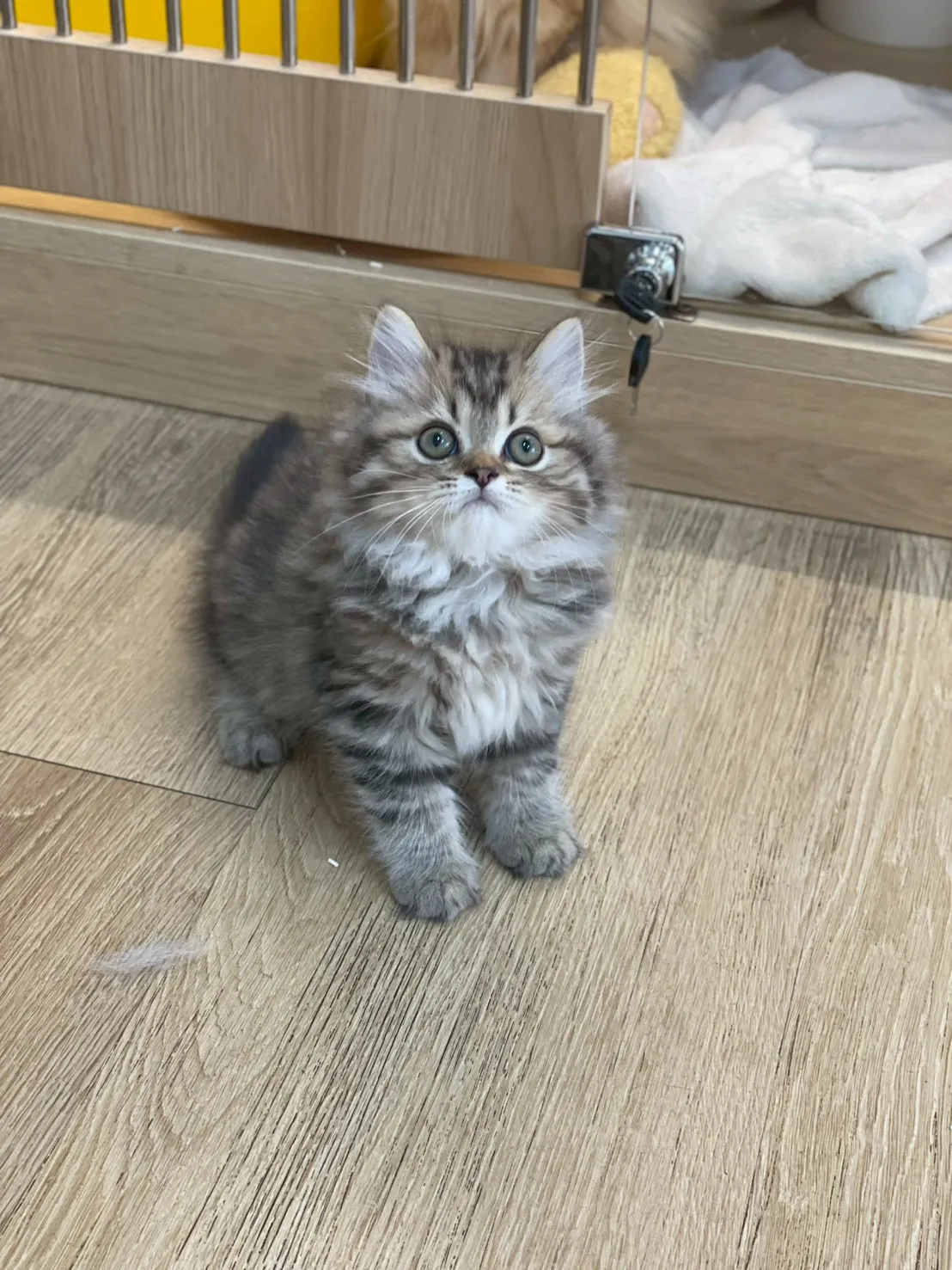 虎斑英長弟弟 115/03/02 出生