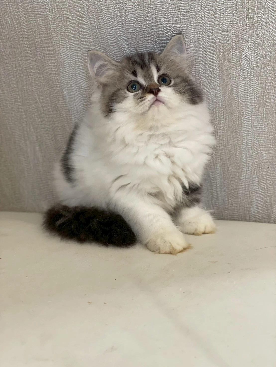 虎斑英長妹妹115/05/20出生