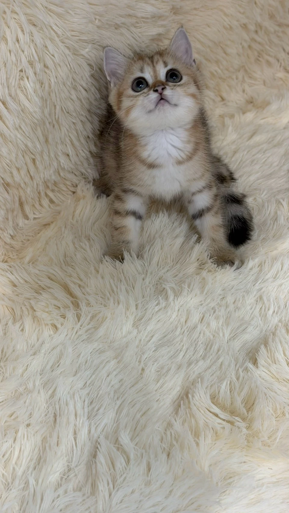 金虎斑英短妹妹115/07/27出生