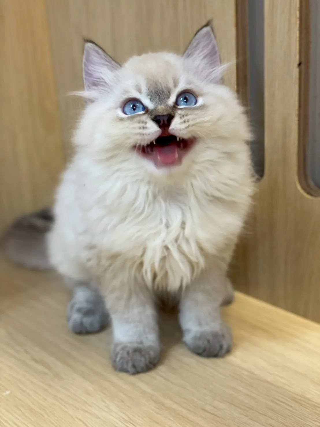 重點色布偶弟弟114/10/07出生(已有家長)