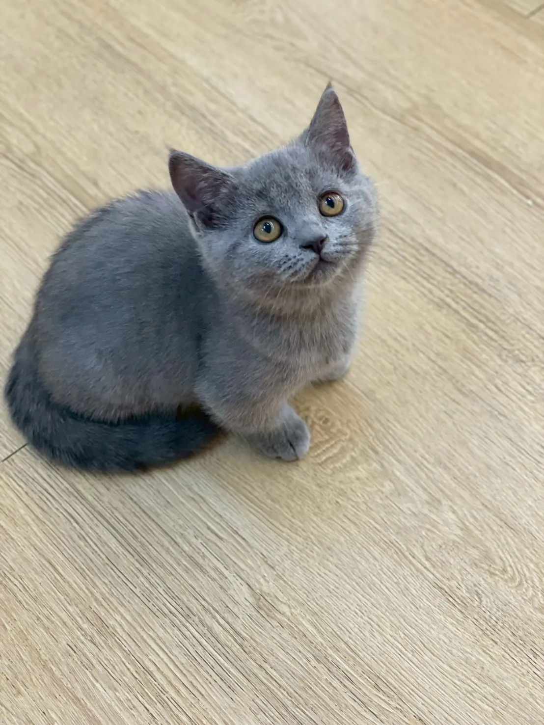 藍貓曼赤肯妹妹114/10/20出生(芝麻丸