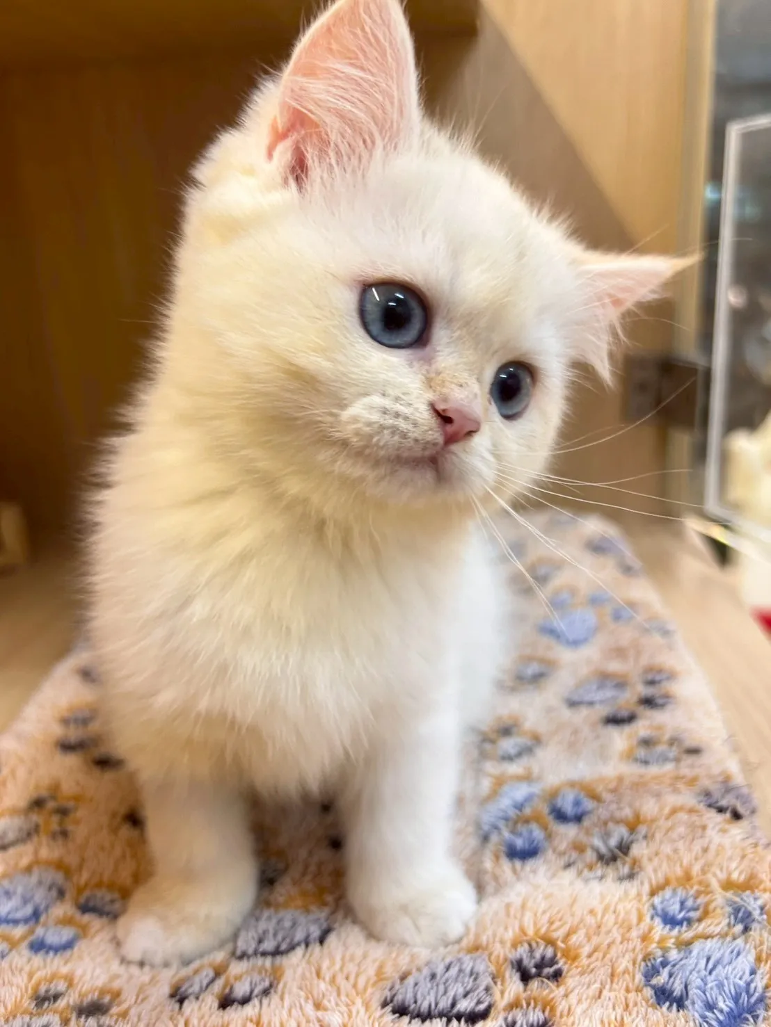 英短妹妹出生114/11/25出生(白醬